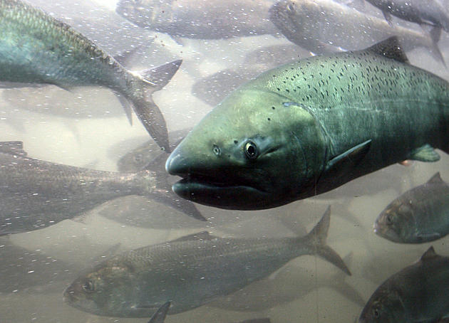 Native Michigan Fish Gone For A Century Making  A Comeback Soon