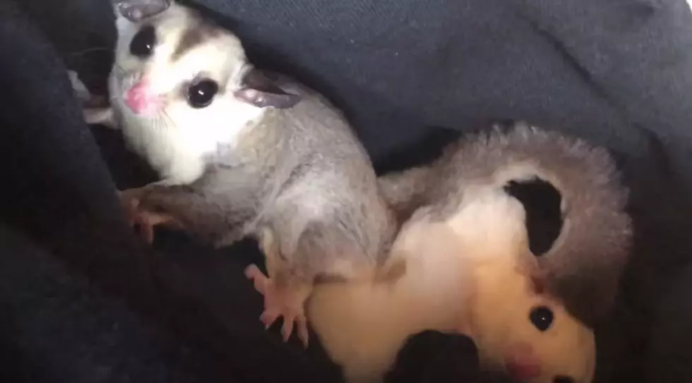 44 Sugar Gliders Surrendered at Shelter Need Furever Homes