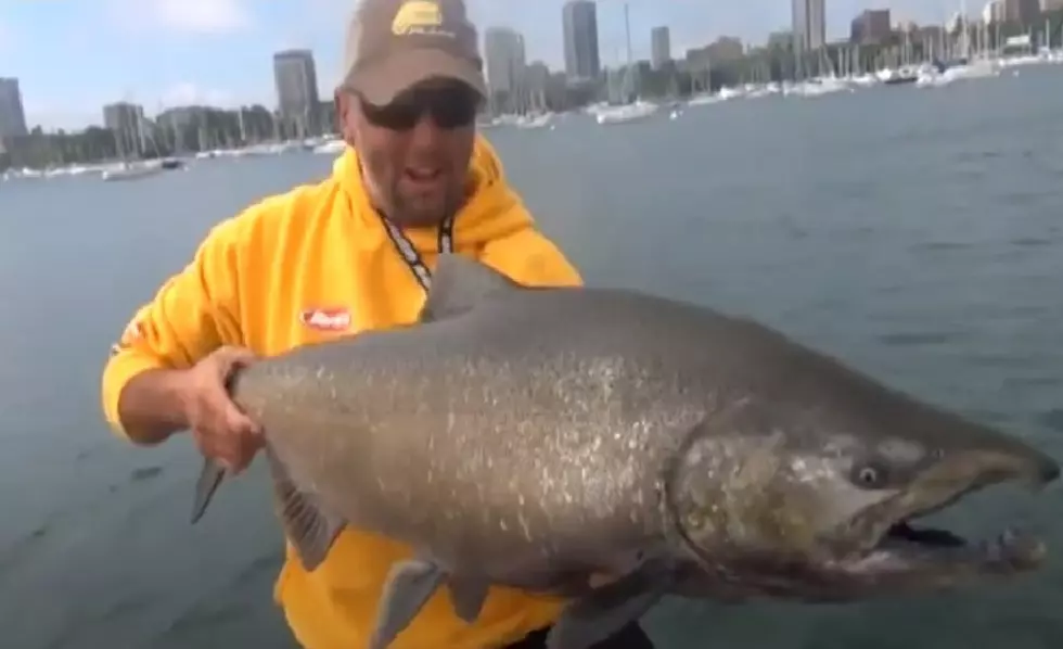VIDEO: Some Of The Biggest Fish You’ll See  Pulled From Lake Michigan