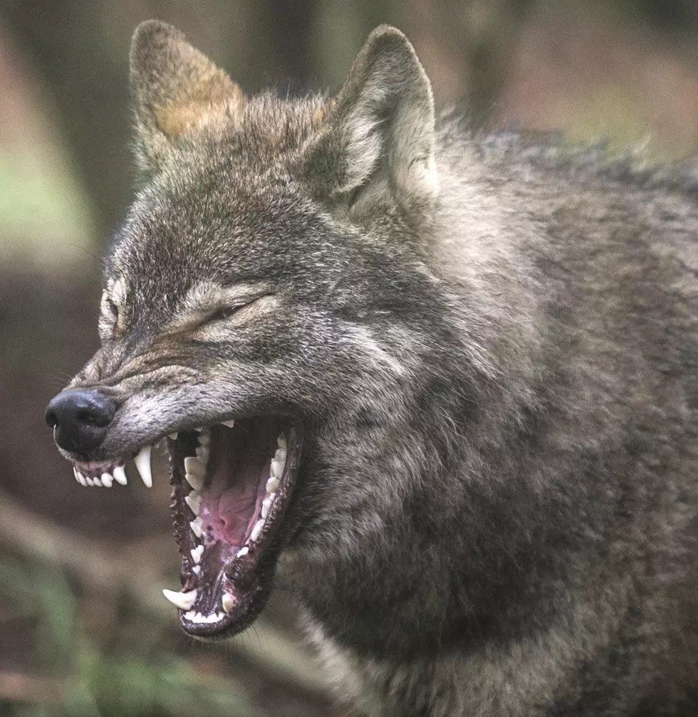 VIDEO: Keeping Your Pet Safe From Michigan&#8217;s Coyotes