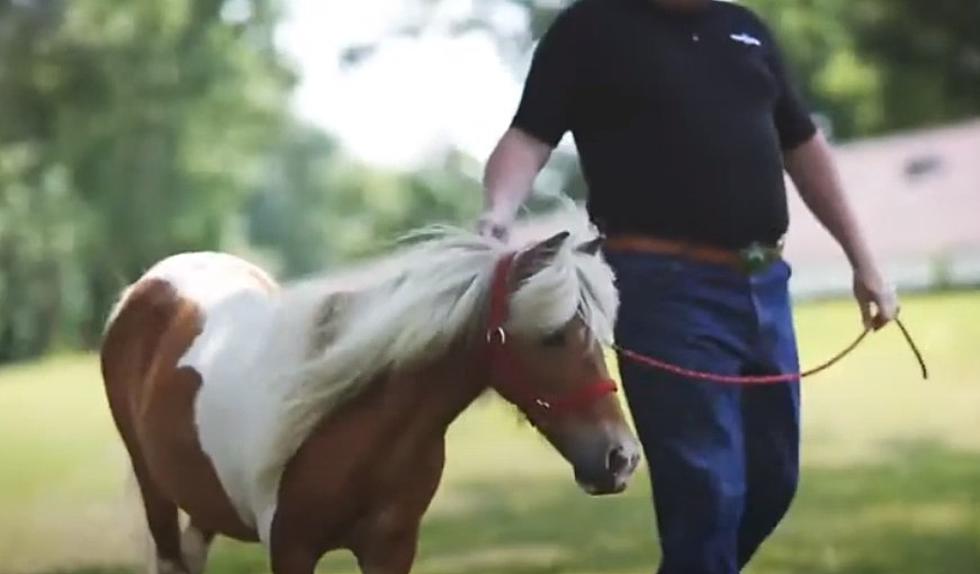 Mindful Meditation with Miniature Horses is the Pandemic Pause We All Need Right Now