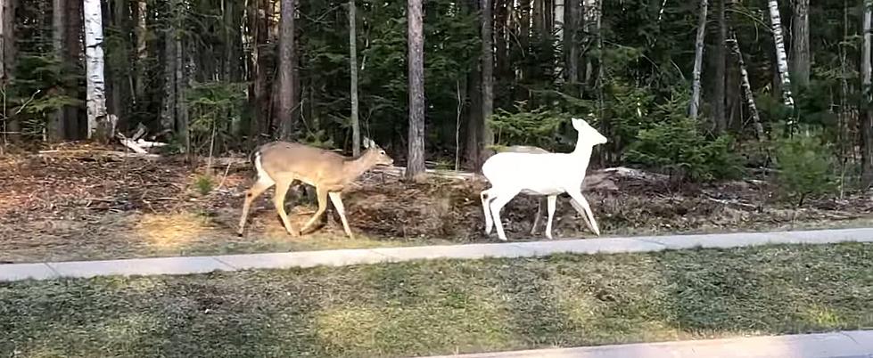 An Entire Peninsula is In Love With this Albino Deer named Marshmallow in Marquette, Michigan