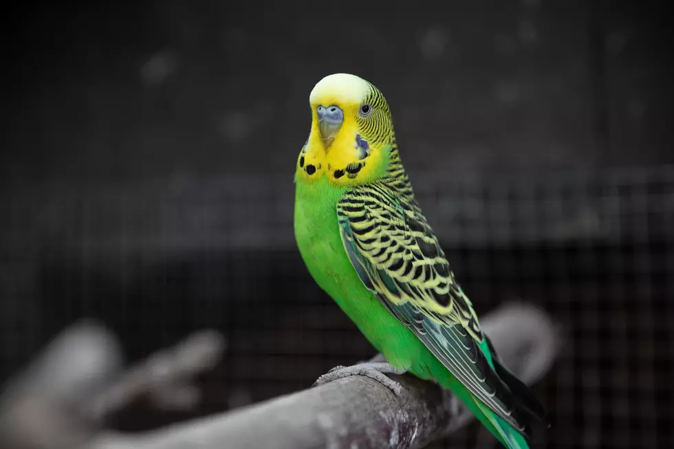 Just Plain Cruel; Man Accused Of Stomping Parakeet in Detroit