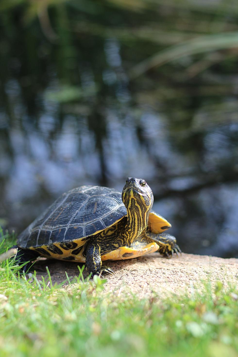 A Timely Reminder about Turtles Traversing Our Roads from the Kalamazoo County Road Commission