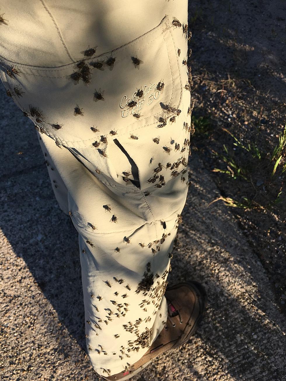 Bug Infested Photo from Michigan’s Pictured Rocks Will Make You Itchy All Over