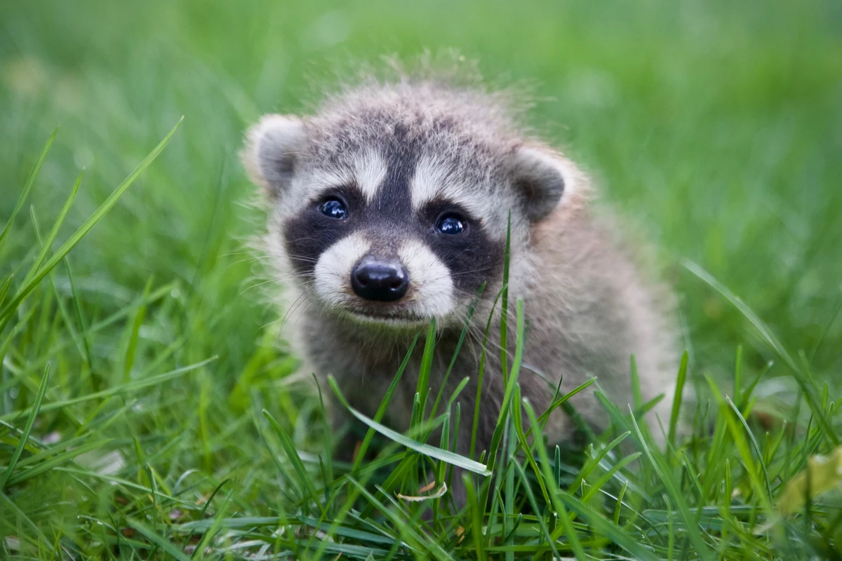 Animal Stories: Michigan Raccoon Gets Head Stuck In A Storm Drain