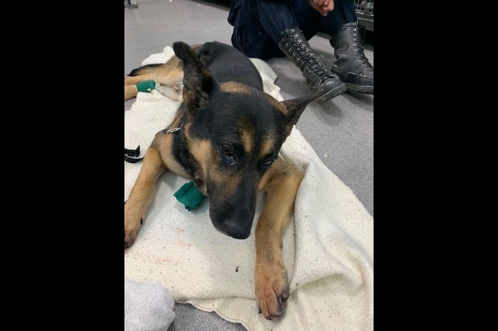 Michigan State Police Canine Injured After Attack By Another Dog