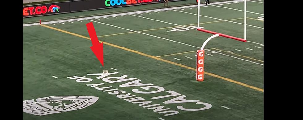 Chicago Native Played in Epic CFL Game Where a Jackrabbit Pissed on the Field