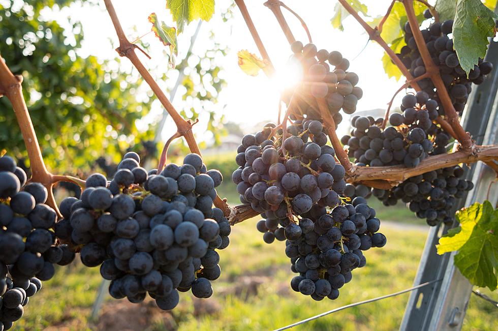 Clink The Glasses! It’s Wine and Harvest Festival Time in Paw Paw