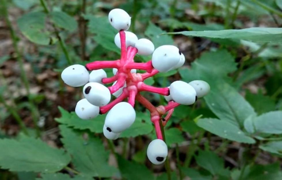 These Michigan Grown Baneberries 'Doll's Eyes' Can Kill You