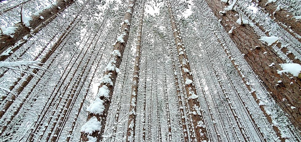 See Striking Photos from a Northern Michigan Snowshoe Hike