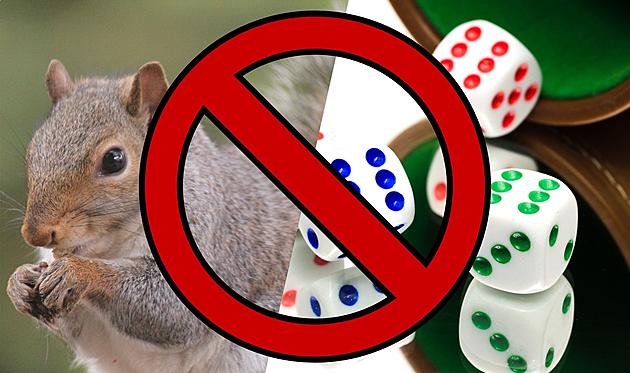 Berkley Police Warns Residents NOT To Play Yahtzee With Squirrels