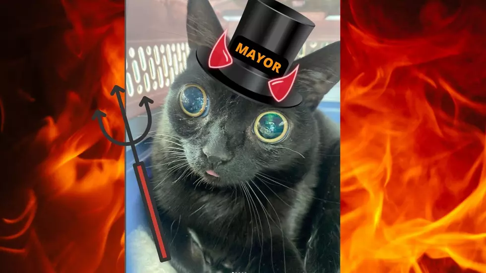 LITERAL HELL CAT: Town swears in first-ever animal mayor