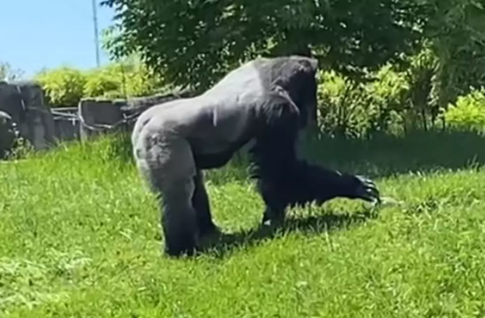 Watch This 400lb Detroit Zoo Gorilla Make Friends With Tiny Groundhog