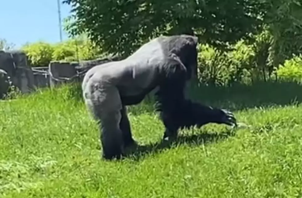  400lb Detroit Zoo Gorilla Make Friends With Tiny Groundhog 