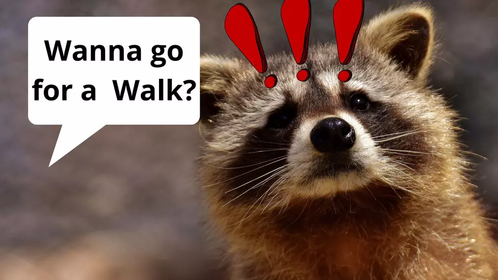 WATCH: Man In Kalamazoo Taking Pet Raccoon For A Walk