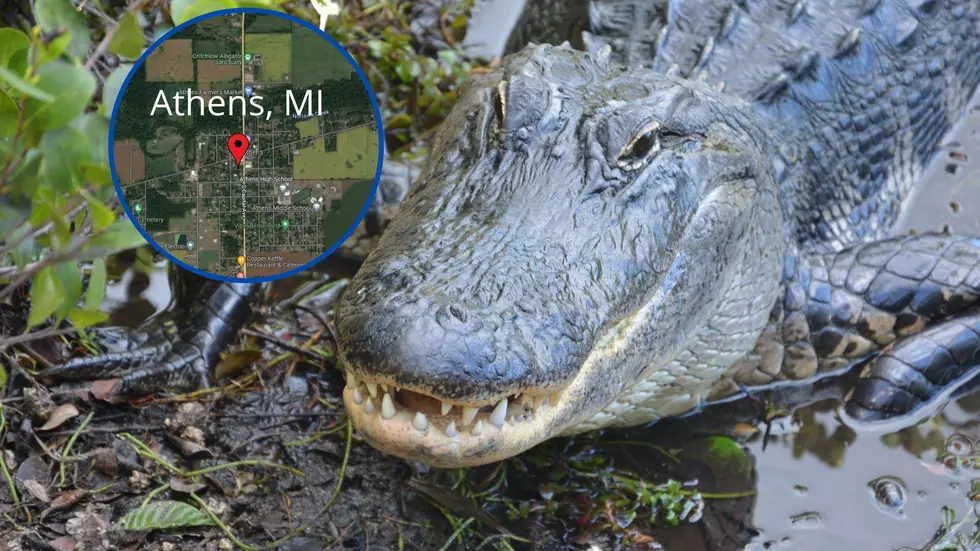 There&#8217;s Actually a LOT of Alligators In Michigan, And They&#8217;re in Athens
