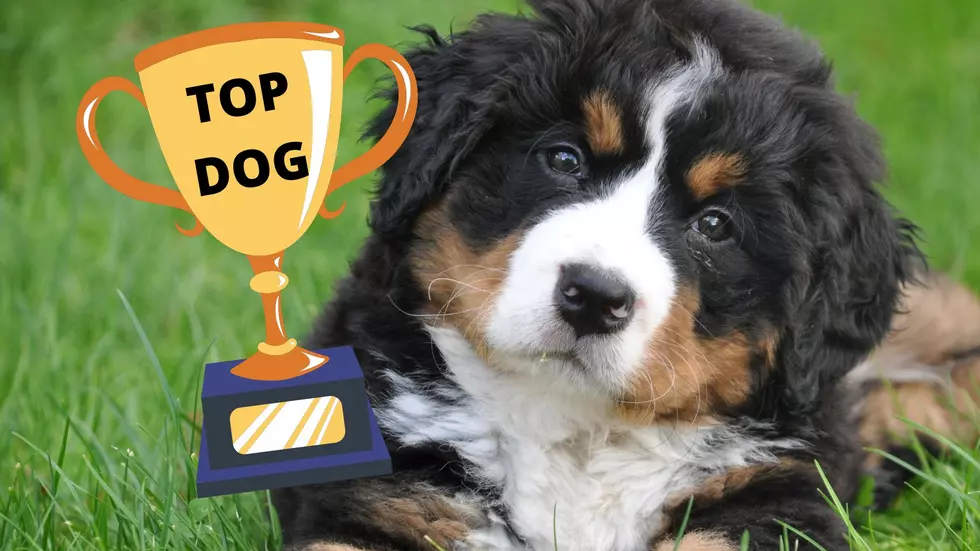 These are the Top Dog Names in Kalamazoo