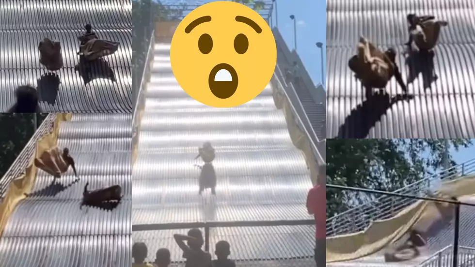 Belle Isle Giant Slide Closes Almost Immediately After Reopening