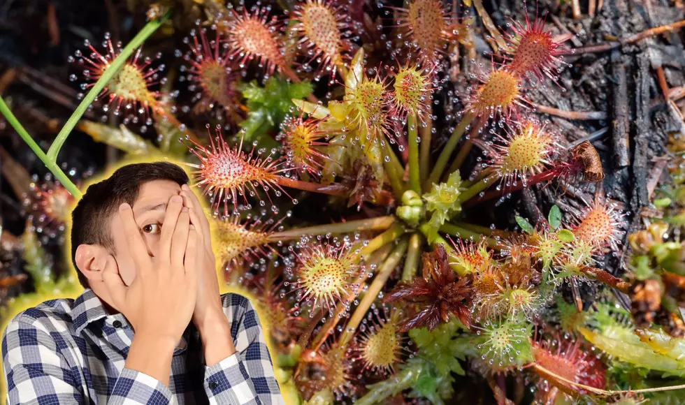 Carnivorous Plant Sundews Can Be Found At Portage Park