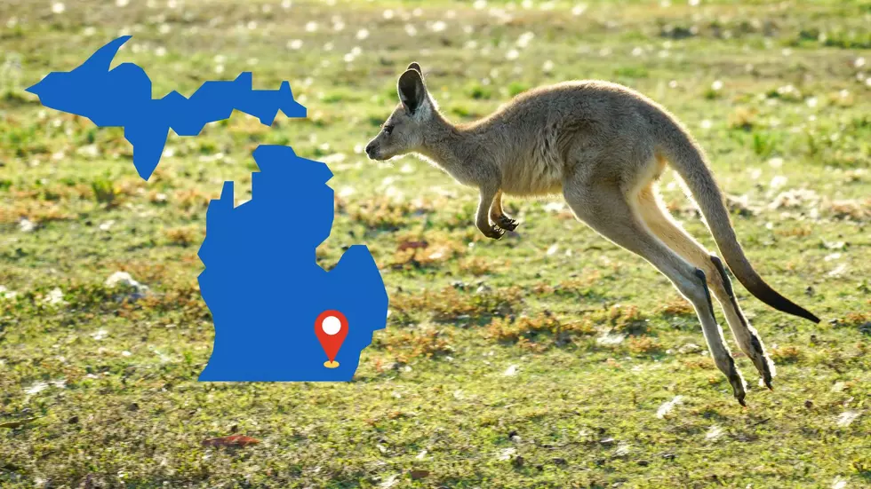 There’s a Wallaby Wandering Wild in Southeast Michigan