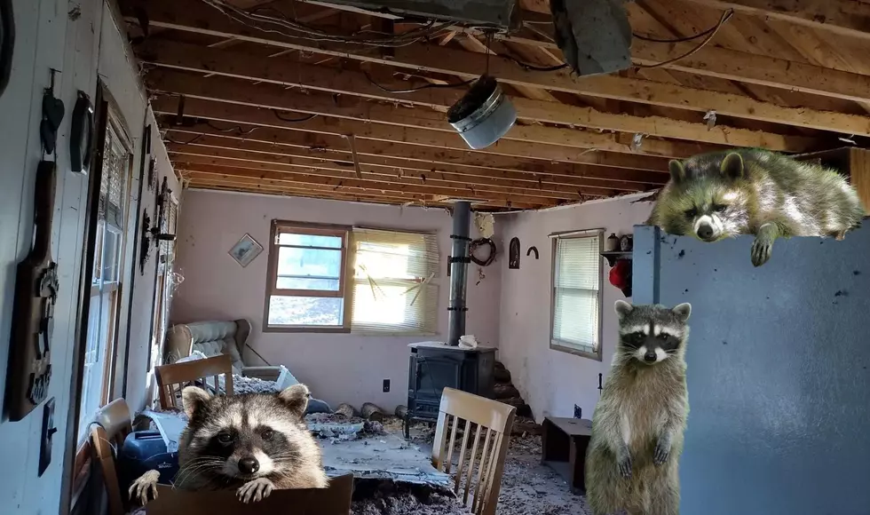 Home For Sale In Harrison, Michigan Taken Over By Racoons
