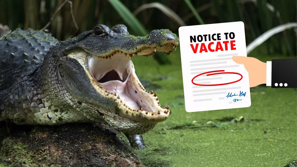 Family Of Alligators Found During Eviction Notice in Detroit