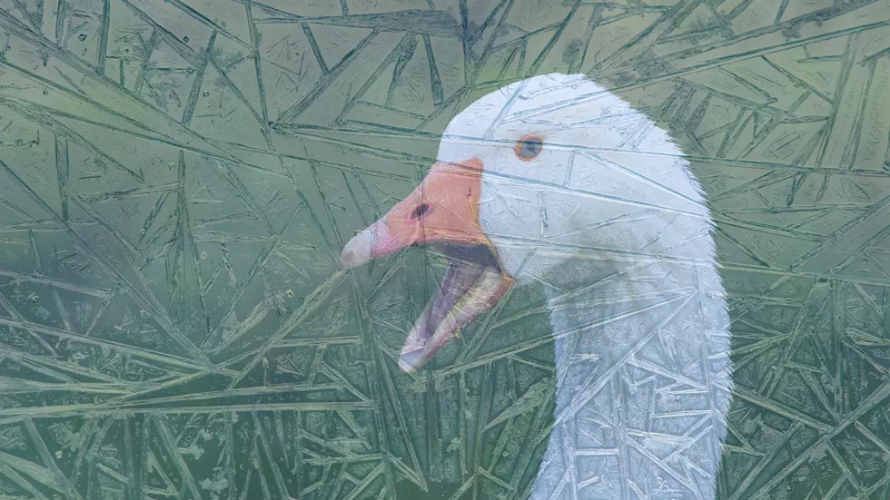 Birds Around Great Lakes Were Frozen To The Ground During Storm