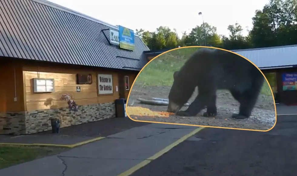 Konteka Black Bear Resort In Michigan’s U.P. Let’s You Watch Bears Feed