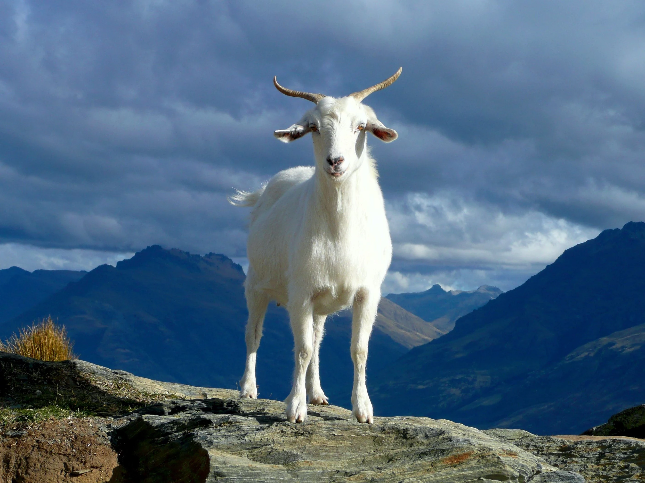 An inflection point for GOATs: Please quiet quit these 'banished words'  moving forward