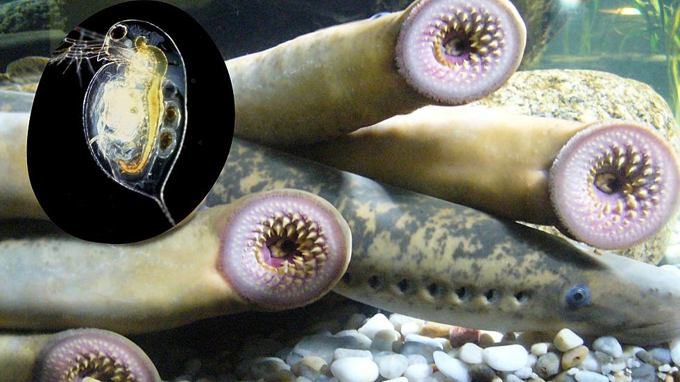 Take A Look At The Strangest Creatures In the Great Lakes