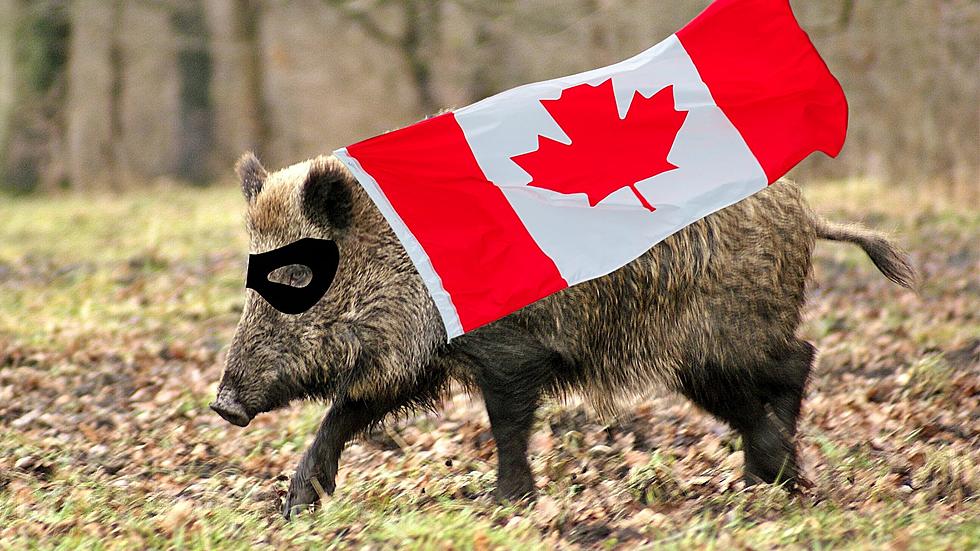 Michigan Could See New ‘Canadian Super Pig’ Invasion
