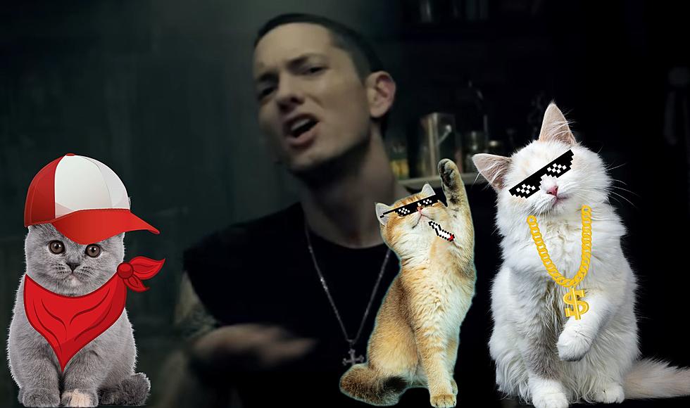 Someone Asked AI To Write A Cat-Themed Rap Song in Eminem’s Style