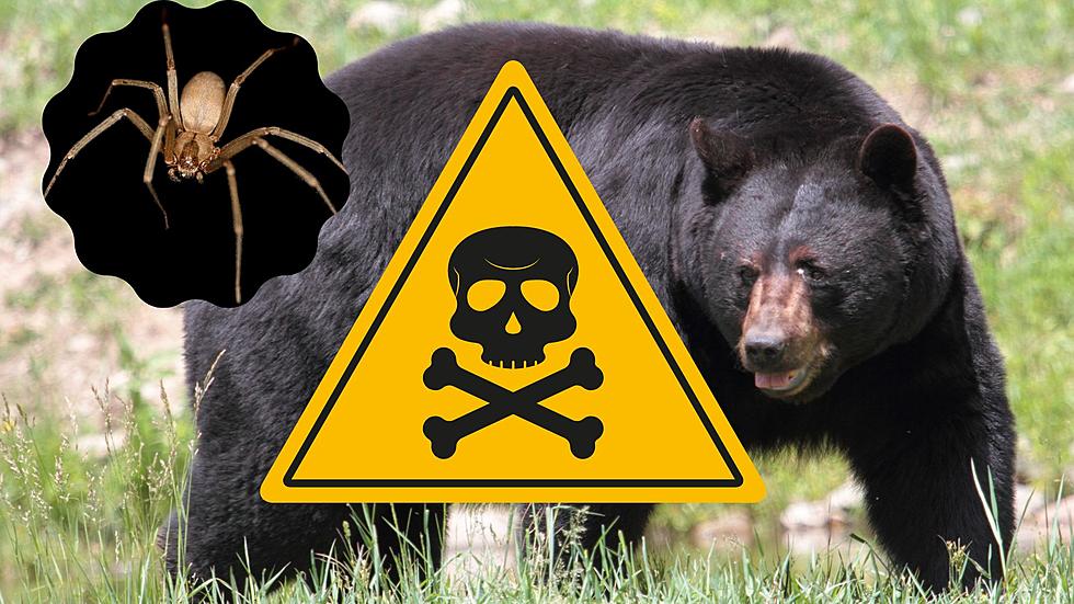 Michigan’s 11 Most Dangerous Animals & Wildlife