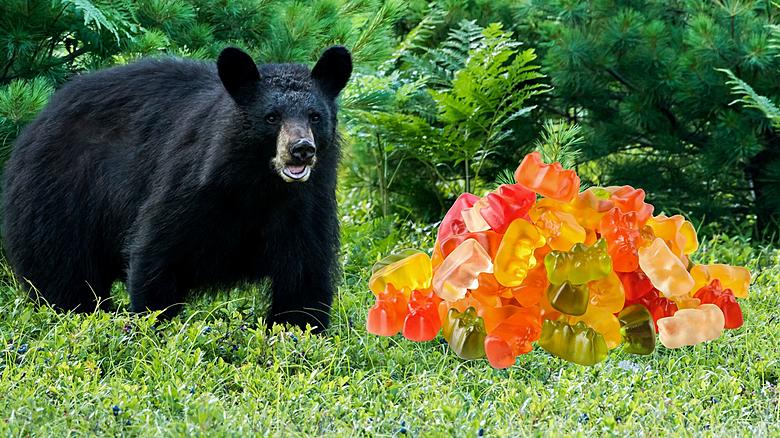 Michigan Bans Gummy Bears in Bait Piles for Bear Hunting