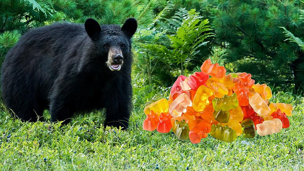 Michigan Bans Gummy Bears in Bait Piles for Bear Hunting