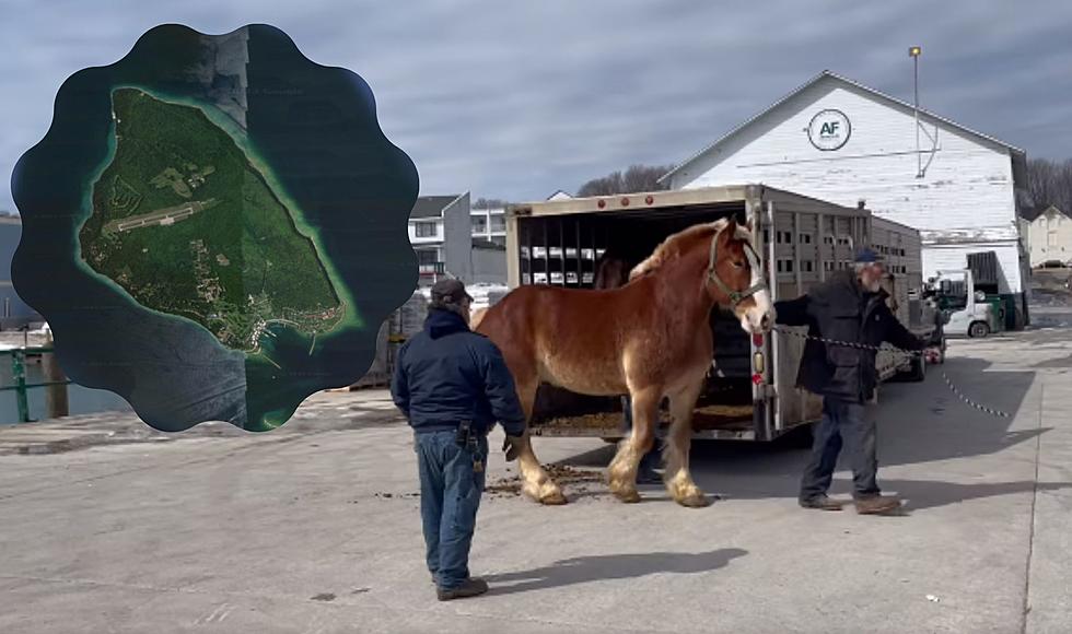 First Load of Horses For 2023 Have Arrived On Mackinac Island