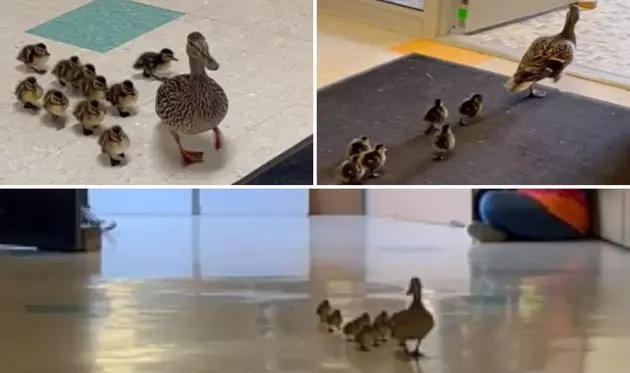 Mother Duck Once Again Leads Ducklings Through Portage&#8217;s Amberley Elementary
