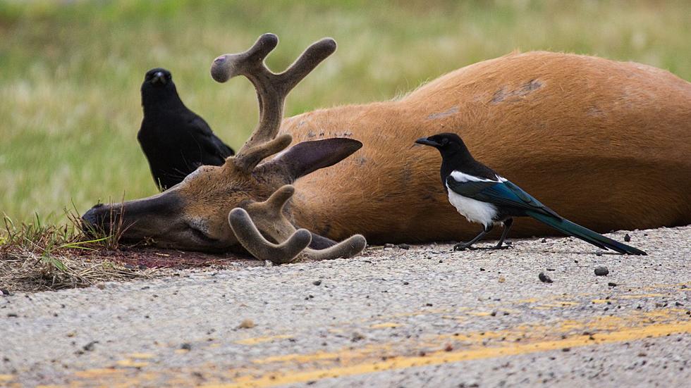 Grand Traverse County Doesn&#8217;t Know What To Do With Their Roadkill