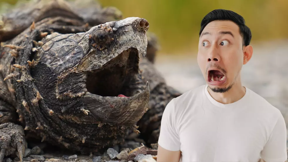Absolute Unit of a Snapping Turtle, ‘Chonkosaurus’ Thriving in the Chicago River