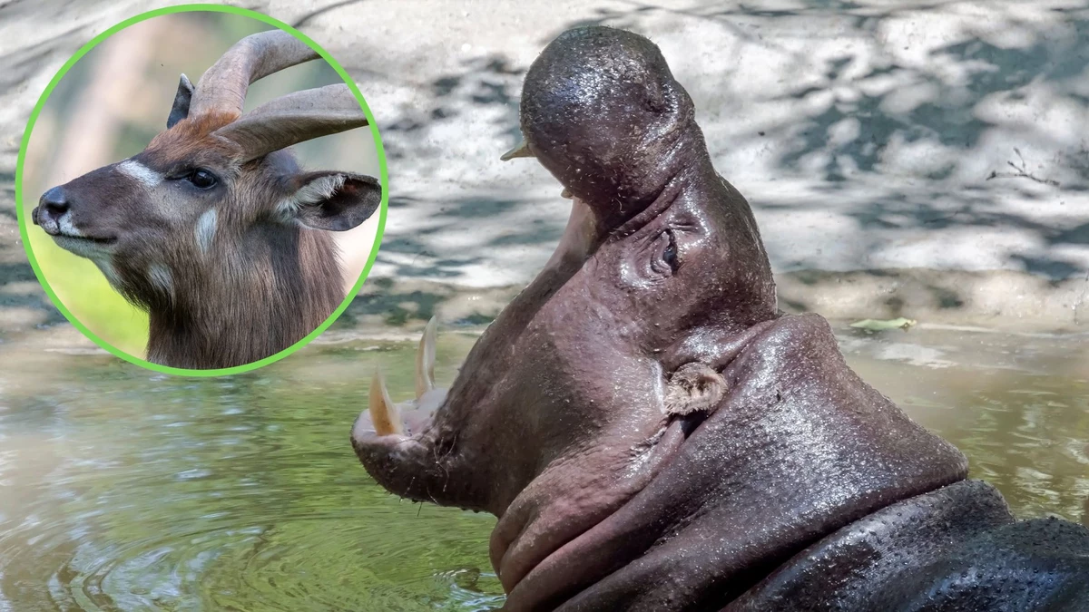 miniature hippo pet
