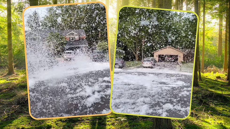 Watch: A Cottonwood ‘Blizzard’ in Grand Rapids – These Trees are the Worst