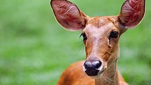 Oh Deer! Michigan DNR Investigating Saginaw Woman Trying to Keep...