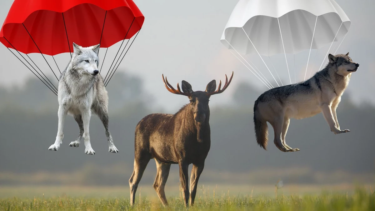 Remember When: Wolves Air-Dropped On Isle Royale To Control Moose