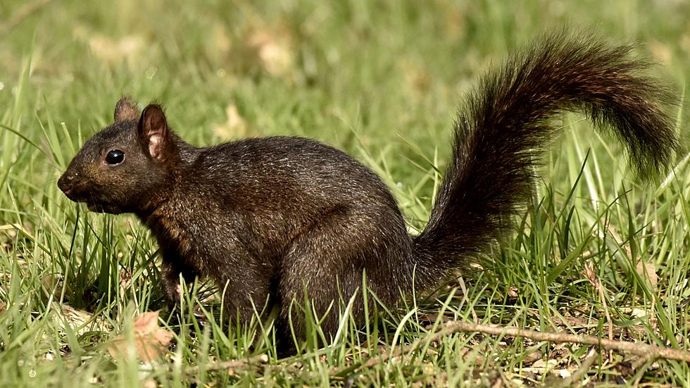 You Can Thank the Kelloggs For SW Michigan's Black Squirrels