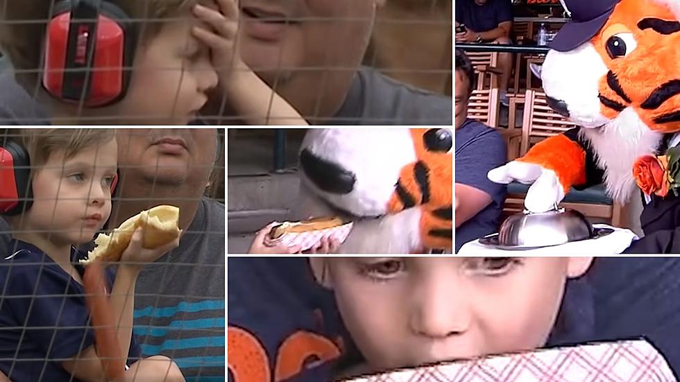Tigers' Paws Gives Young Fan New Hot Dog After Dropping One