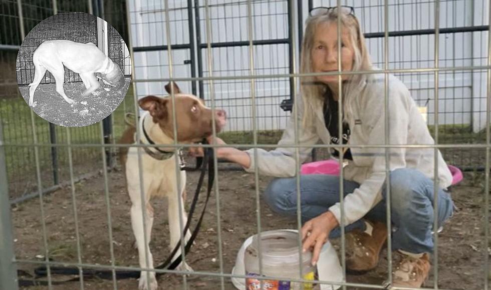 Pup With Cheese Ball Bucket Stuck On It’s Head For 2 Weeks Saved In Kalamazoo