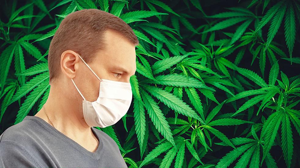 Michigan&#8217;s Cannabis Crop Is In Danger From a New &#8216;Viroid&#8217;