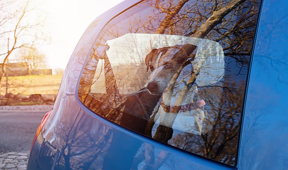 You Can Go To Prison For Leaving Your Dog In Hot Car In Michigan
