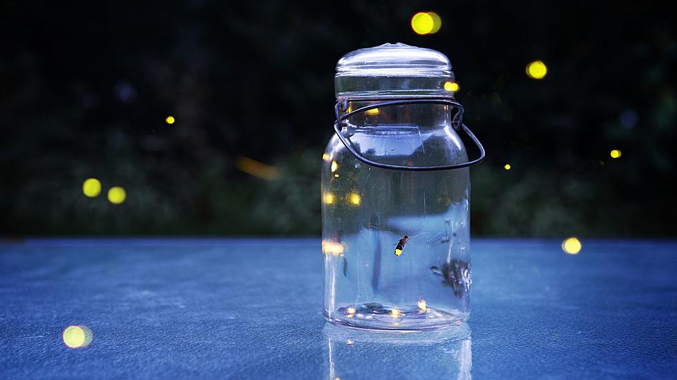 Where Have All of Michigan's Fireflies Gone?